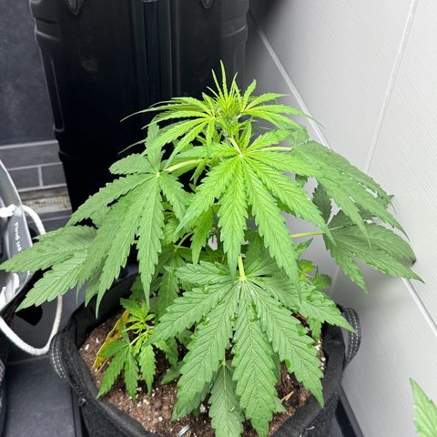 Northern Lights Automatic growlog timeline photo