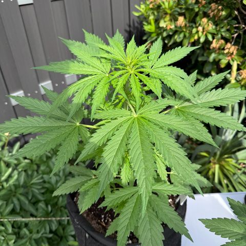 Northern Lights Automatic growlog timeline photo