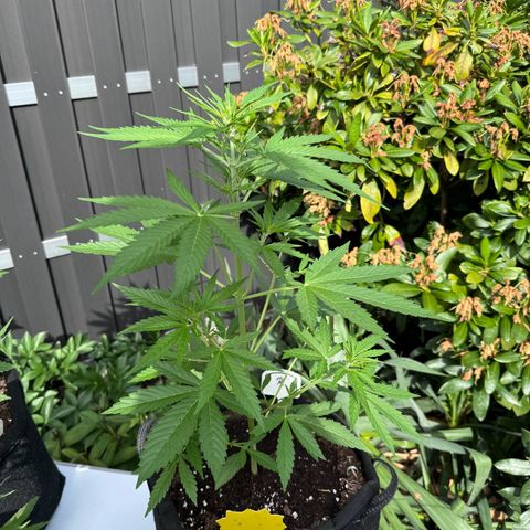 Runtz Auto growlog timeline photo