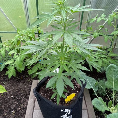 Runtz Auto growlog timeline photo