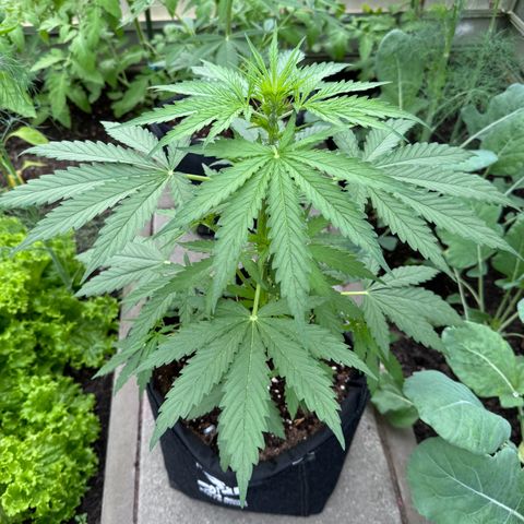 Northern Lights Automatic growlog timeline photo