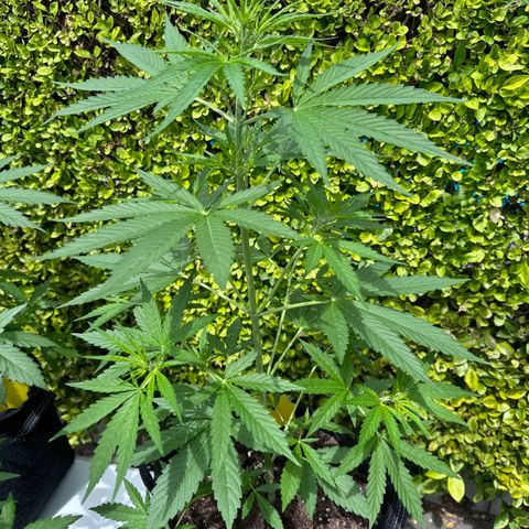 Runtz Auto growlog timeline photo