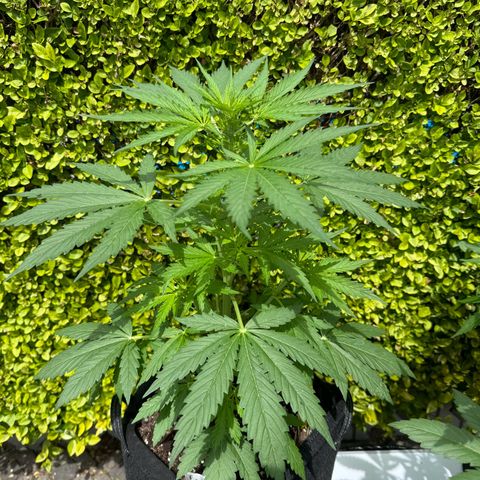 Northern Lights Automatic growlog timeline photo