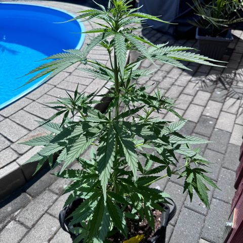 Runtz Auto growlog timeline photo