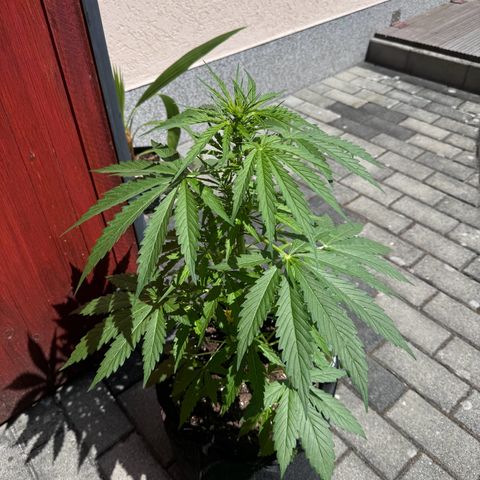 Northern Lights Automatic growlog timeline photo