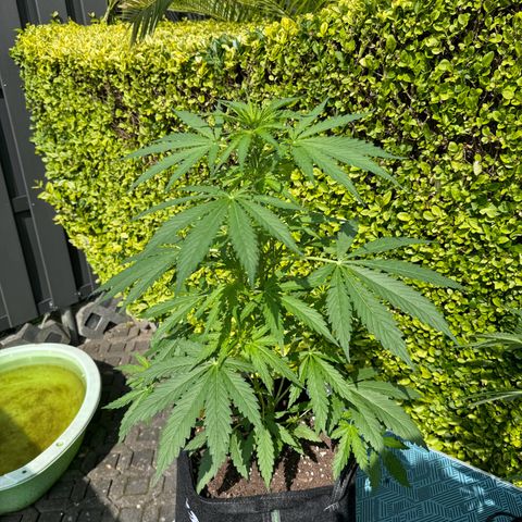 Northern Lights Automatic growlog timeline photo