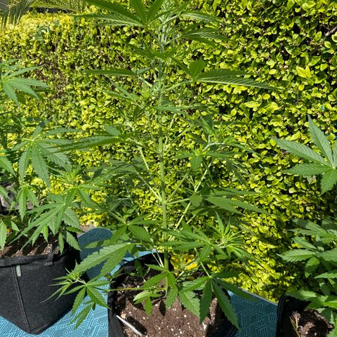 Runtz Auto growlog timeline photo