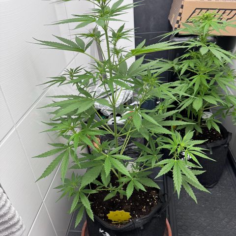 Runtz Auto growlog timeline photo