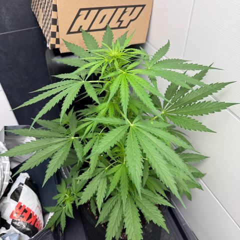 Northern Lights Automatic growlog timeline photo