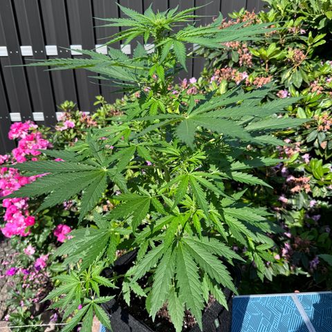 Northern Lights Automatic growlog timeline photo