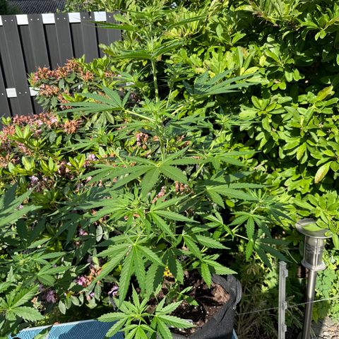 Runtz Auto growlog timeline photo