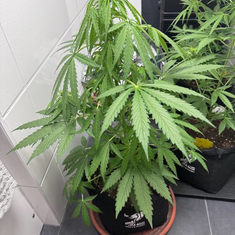 Northern Lights Automatic growlog timeline photo