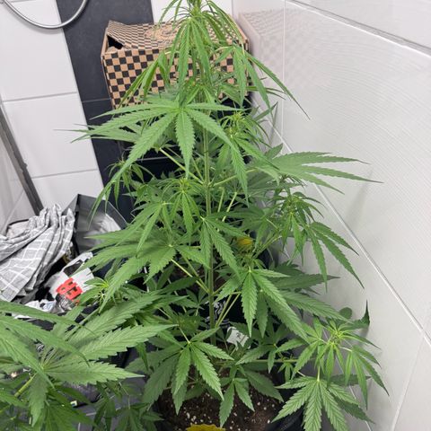 Runtz Auto growlog timeline photo
