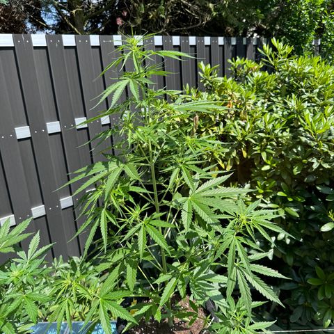 Runtz Auto growlog timeline photo
