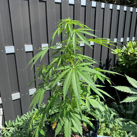 Northern Lights Automatic growlog timeline photo