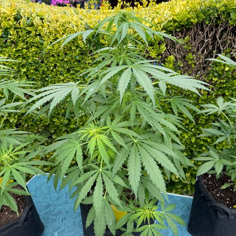 Northern Lights Automatic growlog timeline photo