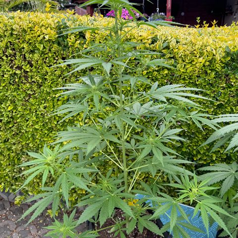 Runtz Auto growlog timeline photo