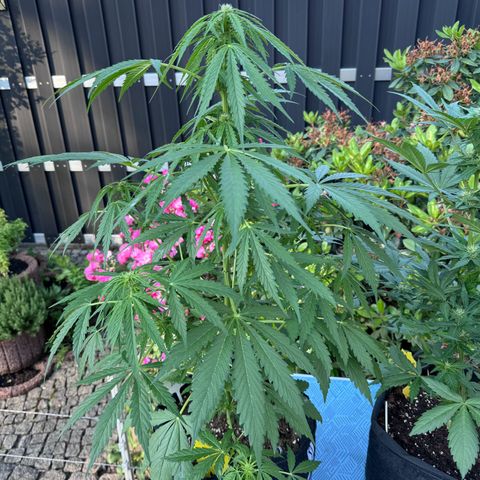Northern Lights Automatic growlog timeline photo
