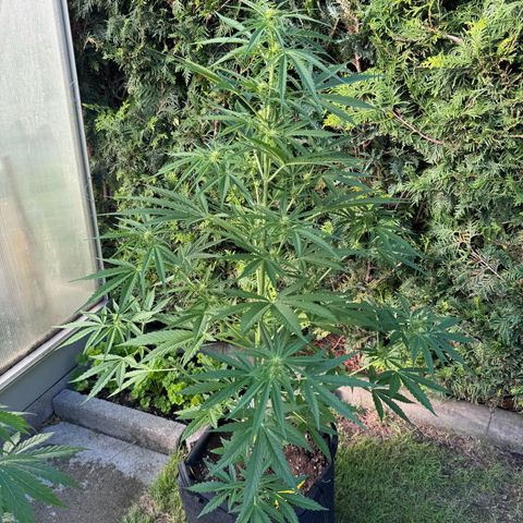 Runtz Auto growlog timeline photo