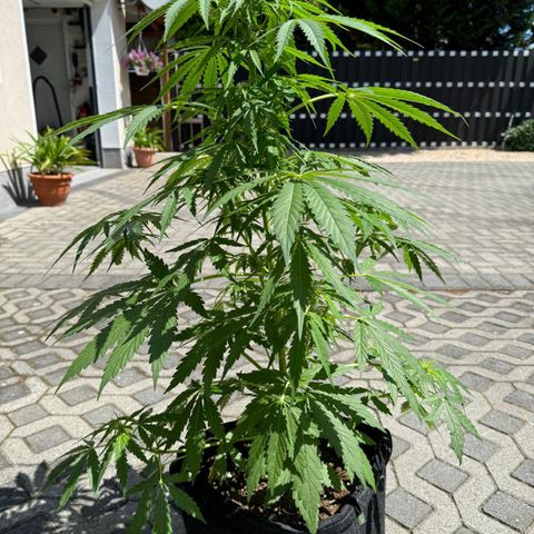 Northern Lights Automatic growlog timeline photo