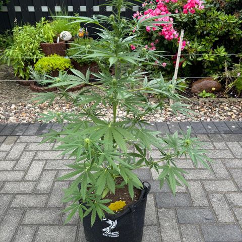 Runtz Auto growlog timeline photo