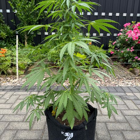 Northern Lights Automatic growlog timeline photo
