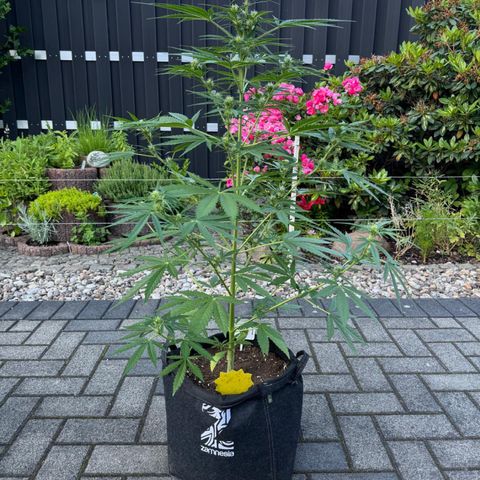 Runtz Auto growlog timeline photo