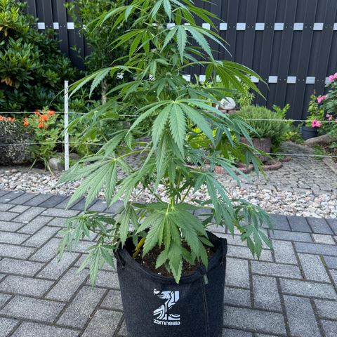 Northern Lights Automatic growlog timeline photo