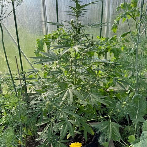 Runtz Auto growlog timeline photo