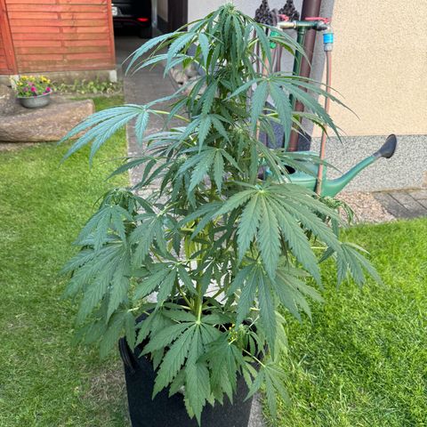 Northern Lights Automatic growlog timeline photo