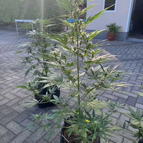 Runtz Auto growlog timeline photo