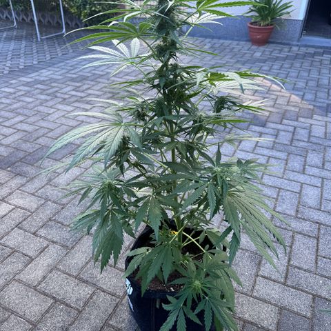 Northern Lights Automatic growlog timeline photo