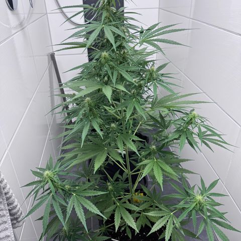 Runtz Auto growlog timeline photo