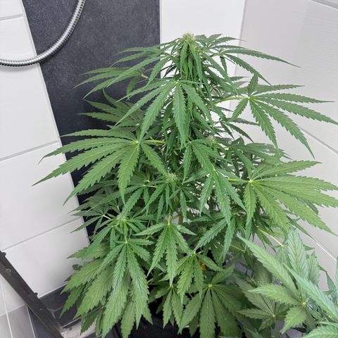 Northern Lights Automatic growlog timeline photo