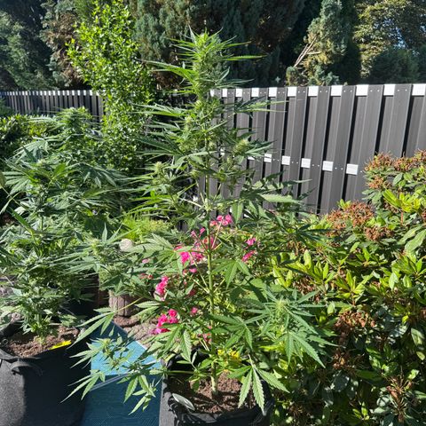 Runtz Auto growlog timeline photo