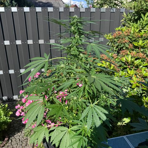 Northern Lights Automatic growlog timeline photo