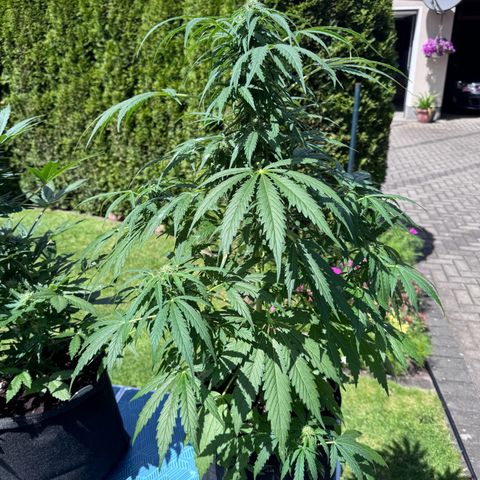 Northern Lights Automatic growlog timeline photo