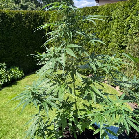 Northern Lights Automatic growlog timeline photo