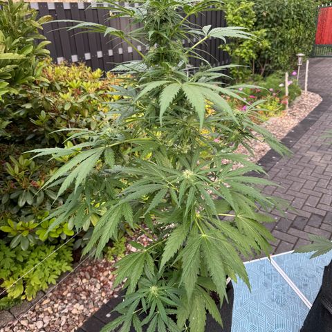 Northern Lights Automatic growlog timeline photo