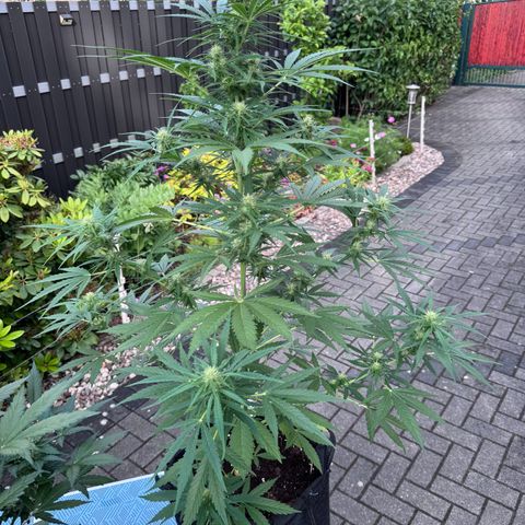 Runtz Auto growlog timeline photo
