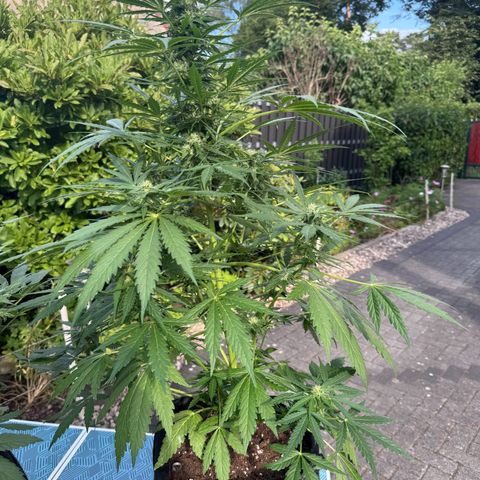 Northern Lights Automatic growlog timeline photo