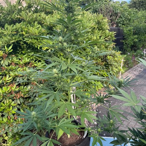 Runtz Auto growlog timeline photo