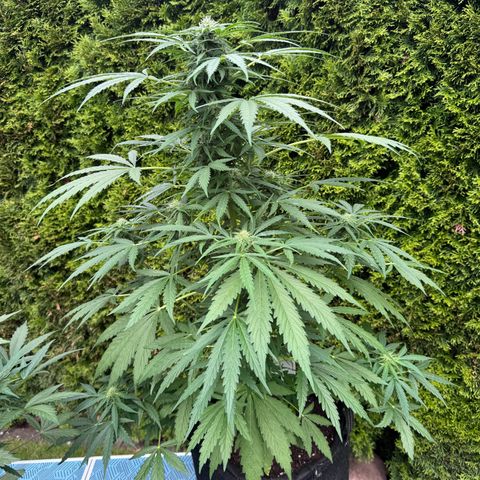 Northern Lights Automatic growlog timeline photo