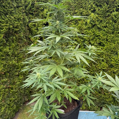 Runtz Auto growlog timeline photo