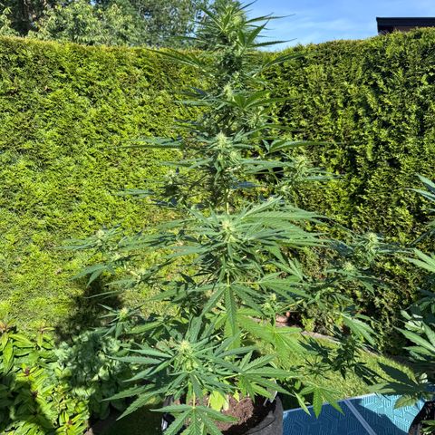 Runtz Auto growlog timeline photo
