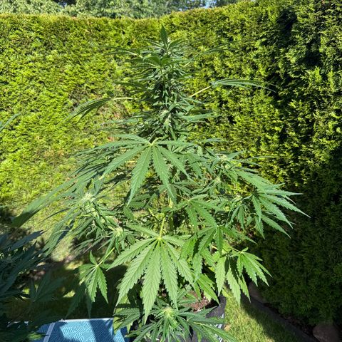 Northern Lights Automatic growlog timeline photo