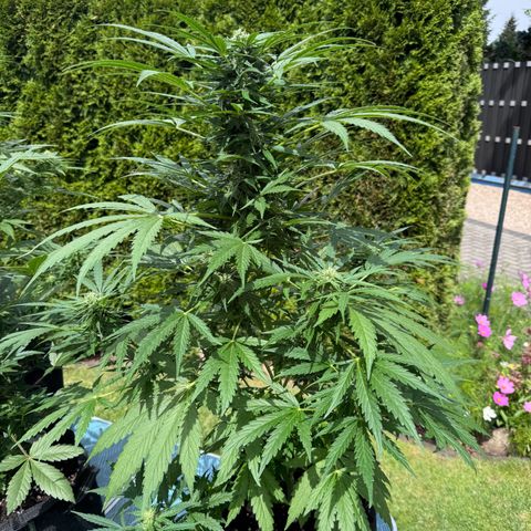 Northern Lights Automatic growlog timeline photo