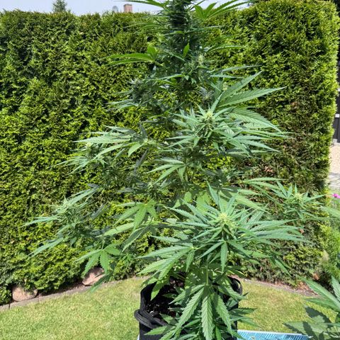 Runtz Auto growlog timeline photo