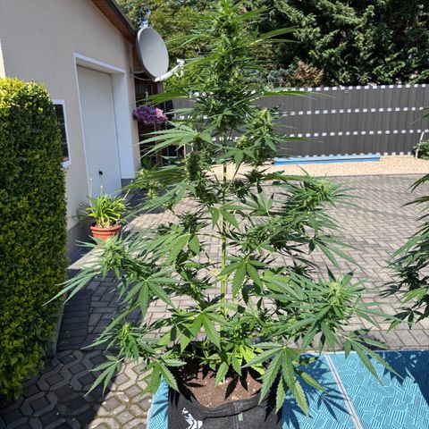 Runtz Auto growlog timeline photo
