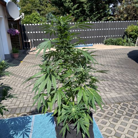 Northern Lights Automatic growlog timeline photo